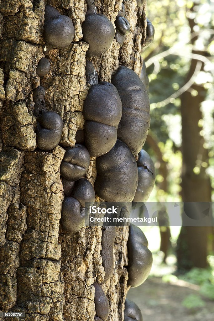 Fungo - Foto stock royalty-free di Albero