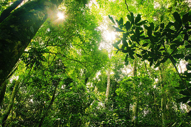 브라질 열대 우림 - tree area 뉴스 사진 이미지
