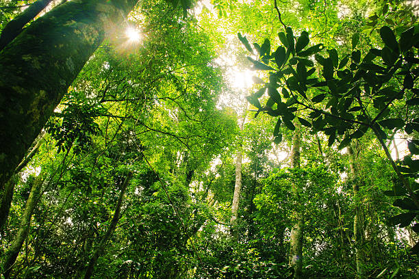 floresta tropical brasileira - woods forest tree tree area - fotografias e filmes do acervo