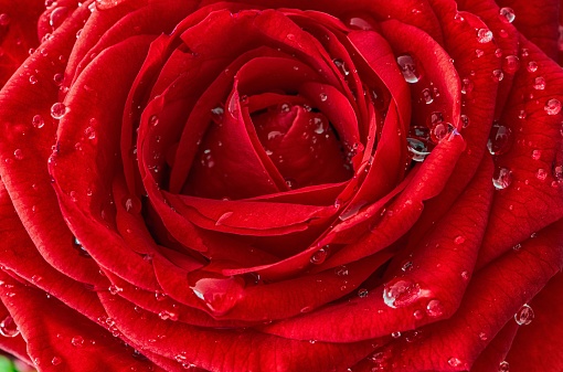 A closeup shot of a vibrant red rose, featuring drops of water on its delicate petals.