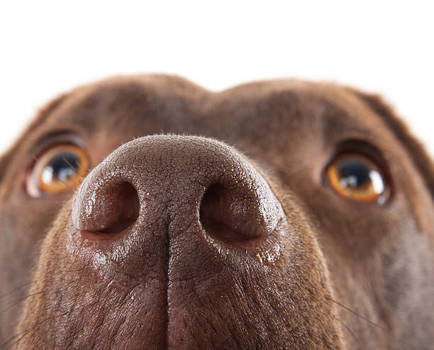 Brown labrador nose close-up A brown labrador nose close-up against a white background snout stock pictures, royalty-free photos & images