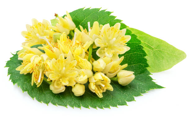 istock Linden flowers or lime tree flowers isolated on white background. 1630880707