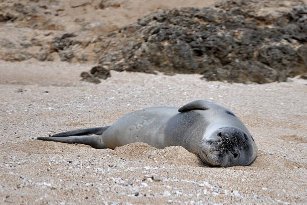 istock Monk Seal lying on a sandy beach in Hawaii 163088162
