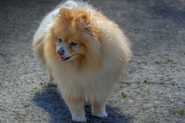 istock Spitz dog, a breed little changed by man. 1630890285