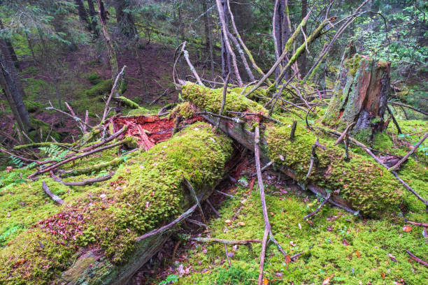 istock Old wooden logs with green moss in the forest 1630908927