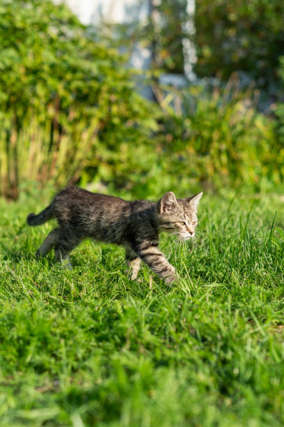 istock Small striped kitten runs through the green grass 1630912084