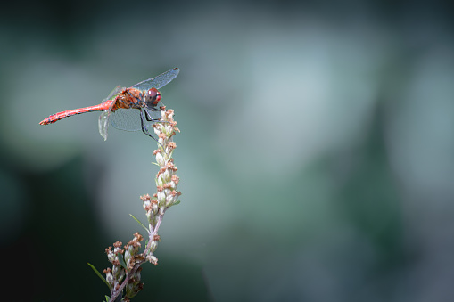 Dragonfly on the stem of a plant in the garden. Macro