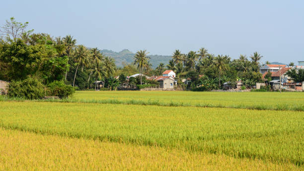 istock Rice field in Phu Yen, Vietnam 1630922743