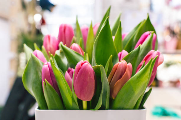 istock Lovely flowers tulips for a gift 1630933602