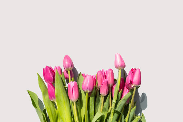 istock Lovely flowers tulips for a gift 1630937988