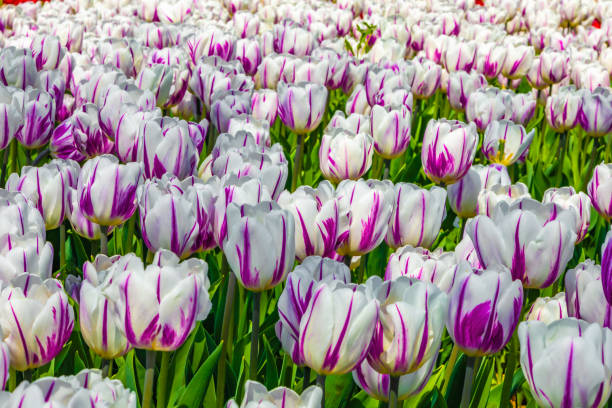 istock Lovely flowers tulips for a gift 1630939587