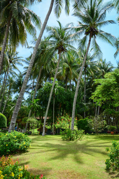 istock Grove of coconut trees on a sunny day 1630941240