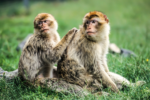 Barbary Macaques (Macaca sylvanus), Gibraltar, Iberian Peninsula, Europe