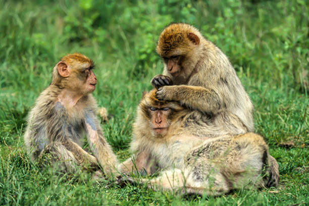 istock Barbary Macaques (Macaca sylvanus), Gibraltar, Iberian Peninsula, Europe 1630944956