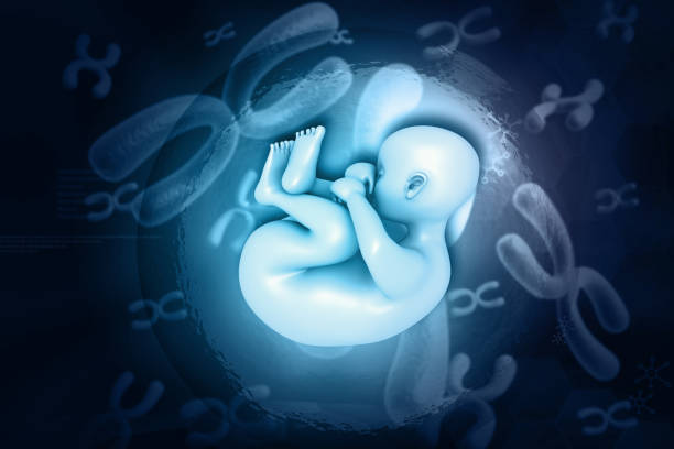 istock Human fetus on chromosome background 1630947628