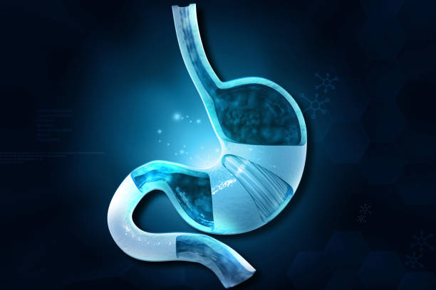 istock Human stomach anatomy 1630947638
