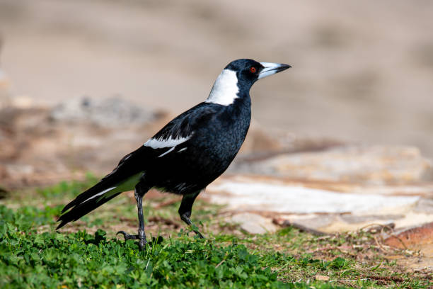 istock Australian Magpie on the green grass by the beach 1630948215