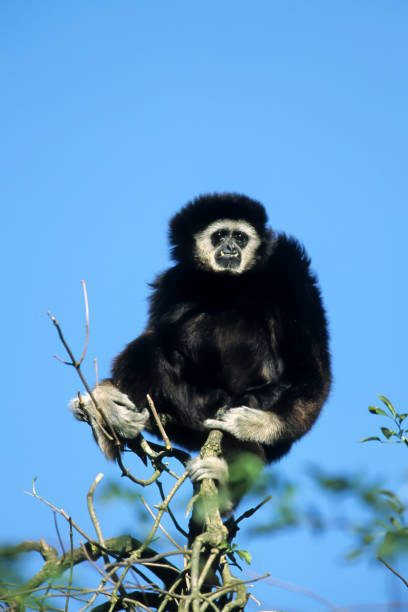 istock Mueller's Bornean Gibbon or Grey Gibbon (Hylobates muelleri) 1630948224