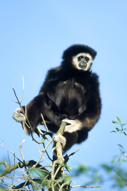 istock Mueller's Bornean Gibbon or Grey Gibbon (Hylobates muelleri) 1630948746