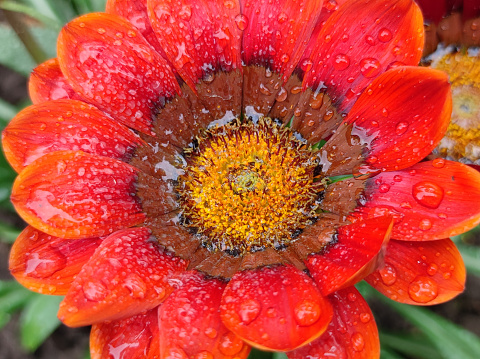 wet gerbera daisy macro