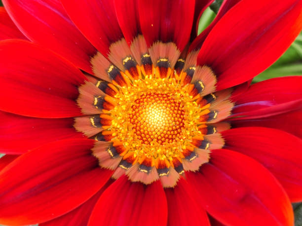 istock red blooming gazania, treasure flower, close up 1630956687
