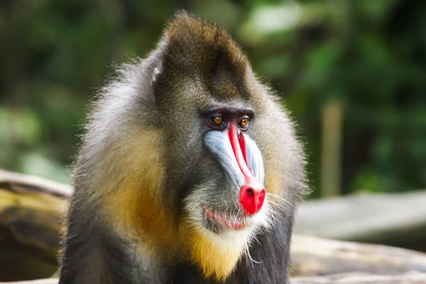 istock Mandrill (mandrillus sphinx), Portrait of Male 1630957791