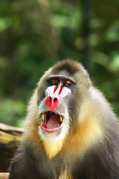 istock Mandrill (mandrillus sphinx), Portrait of Male 1630957792