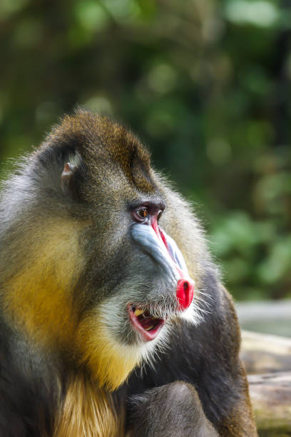 istock Mandrill (mandrillus sphinx), Portrait of Male 1630957794