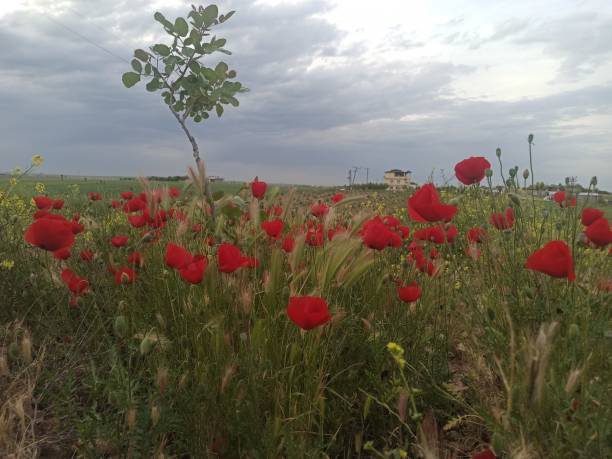Papaver Rhoeas Poppy Fishing Rod - Free photo on Pixabay