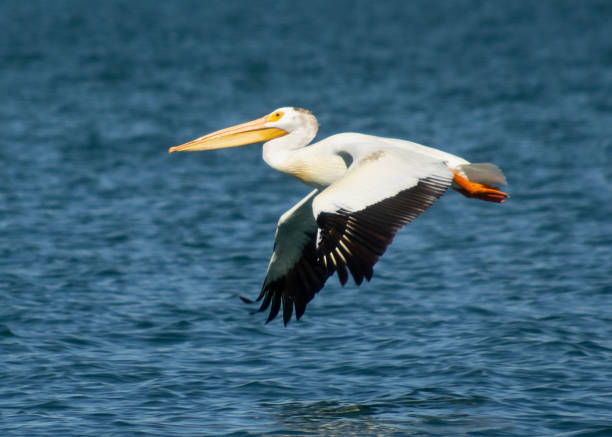 istock Flying American white pelican 1630990565