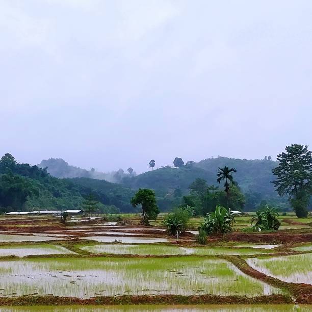 рисовые поля после дождя - millet terrace стоковые фото и изображения