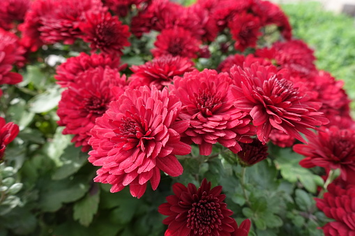 Double red flowers of Chrysanthemums in October