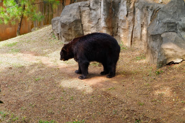 istock Large black bear in the zoo 1631012735