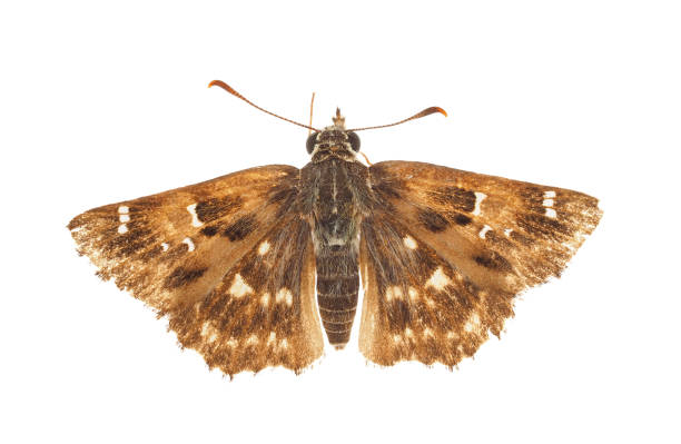 istock Mallow skipper isolated on white background, Carcharodus alceae 1631018696