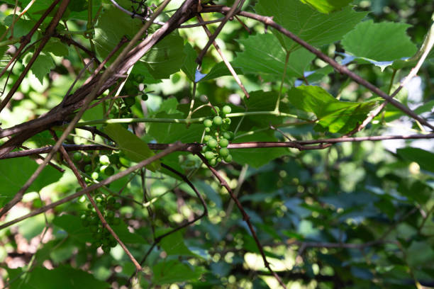 istock Green grape growing in the garden 1631029949