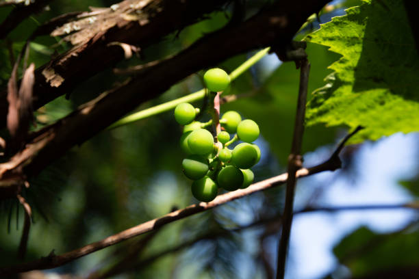 Green grape growing in the garden