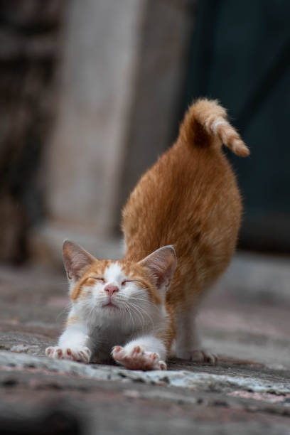 istock little yellow kitten stretches 1631040870