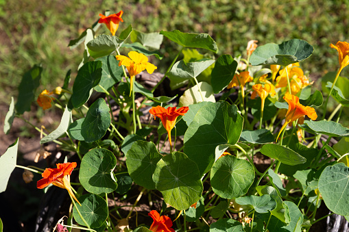 Nasturtium grows in the garden