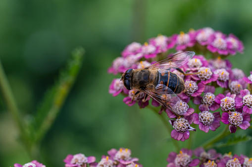Detail of honeybee in violet yarrow flower, macro. Herb garden with honey bee insect, close up