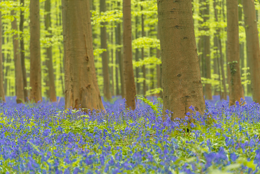 Beech tree with fresh green leaves in a Bluebell forest during springtime in the Hallerbos Beech tree forest near Brussels in Belgium during a beautiful springtime day. The forest floor is covered with blooming common bluebell flowers (Hyacinthoides non-scripta).