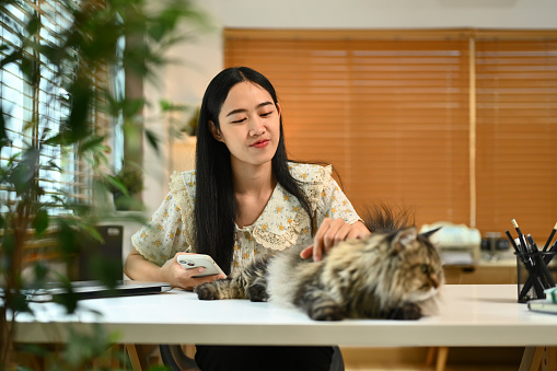 Happy young woman playing with her fluffy cat. Human, domestic pet and lifestyle concept.
