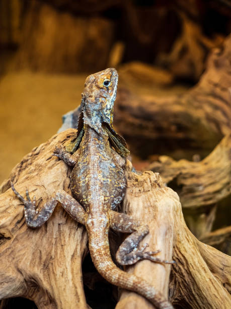 istock lizard on a stone looking at camera. small dragon in terrarium 1631055207