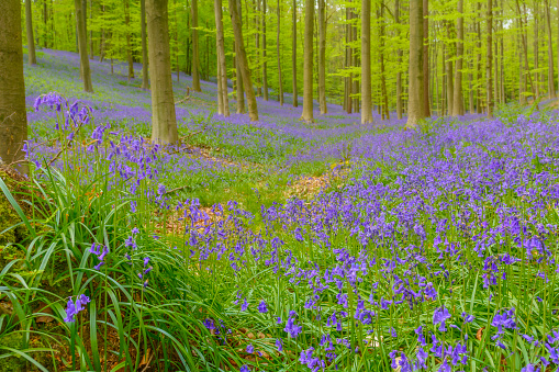 Springtime Bluebells in a woodland glade near to Sissinghurst Castle in the Weald of West Kent. Lots of green foliage and a carpet of Bluebells.