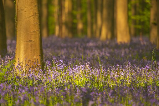 Beech tree with fresh green leaves in a Bluebell forest during springtime in the Hallerbos Beech tree forest near Brussels in Belgium during a beautiful springtime day. The forest floor is covered with blooming common bluebell flowers (Hyacinthoides non-scripta).