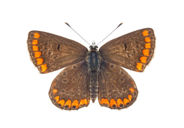 istock Southern brown argus isolated on white background, Aricia cramera 1631078029