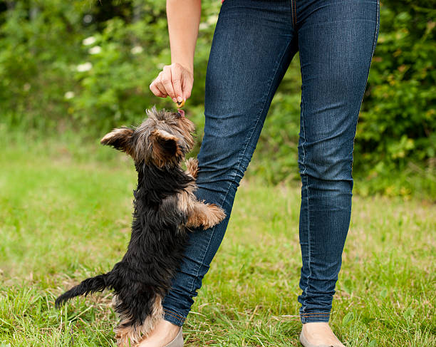 istock Woman feeding puppy 163107896