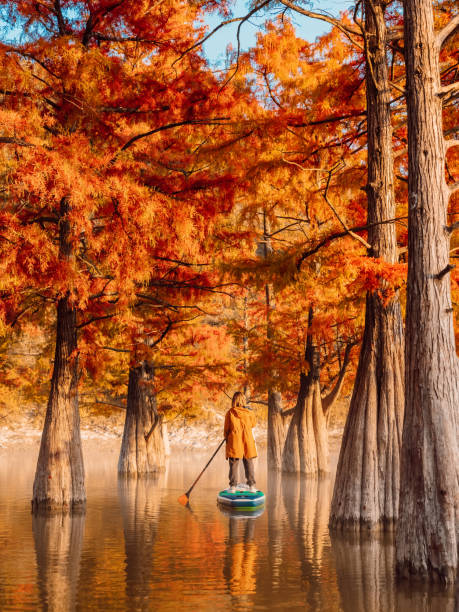 adventure on sup board with traveller at the river between taxodium trees in autumnal season - lone cypress tree imagens e fotografias de stock