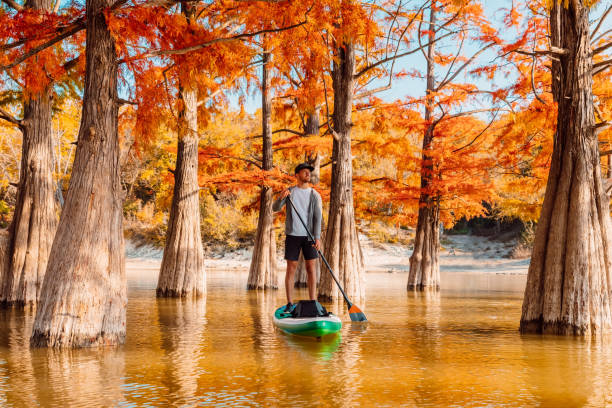 man rowing on stand up paddle board at the lake between taxodium trees - lone cypress tree imagens e fotografias de stock