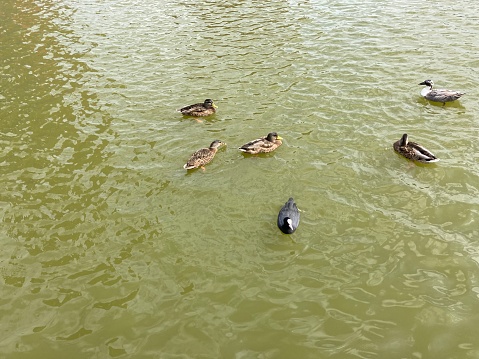 Free ducks in the lake by the apartment in Eindhoven city. Amazing view of few avian birds enjoying in the summer water with joy and freedom.