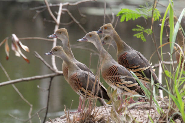 istock Plumed whistling-duck birds hiding behind grass near a pond 1631090627